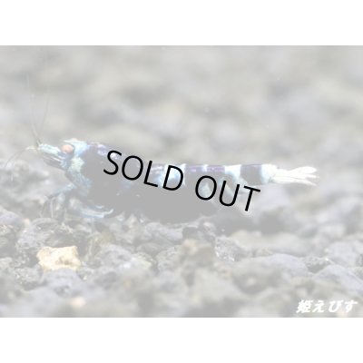 画像2: ＜レア表現＞Black ECLIPSE Shrimp(ブラックエクリプス）　パープル発色の抱卵ペア＝２匹　＜認証ステッカー付き＞