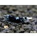 画像2: ＜レア表現＞Black ECLIPSE Shrimp(ブラックエクリプス）　パープル発色の抱卵ペア＝２匹　＜認証ステッカー付き＞ (2)