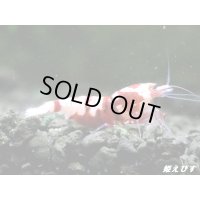 Red ECLIPSE Shrimp(レッドエクリプス）　抱卵ペア＝２匹　（ハイグレード）＜認証ステッカー付き＞