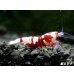 画像1: Red ECLIPSE Shrimp(レッドエクリプス）　抱卵ペア＝２匹　（ハイグレード）＜認証ステッカー付き＞ (1)