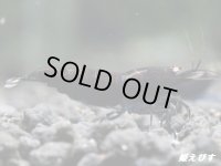 ＜赤錆！＞ブラックダイヤゴールドアイ　２ペア+若1個体＝５匹　