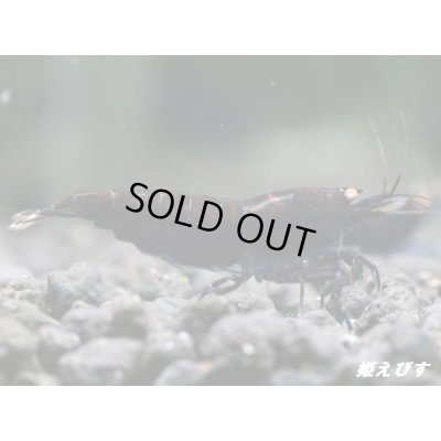 画像1: ＜赤錆！＞ブラックダイヤゴールドアイ　２ペア+若1個体＝５匹　