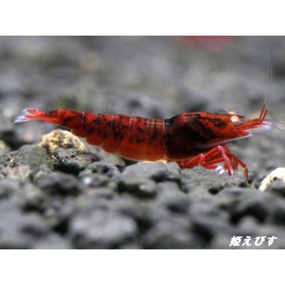 画像2: ＜数量限定！＞レッドダイヤゴールドアイ　２ペア+若１個体＝５匹