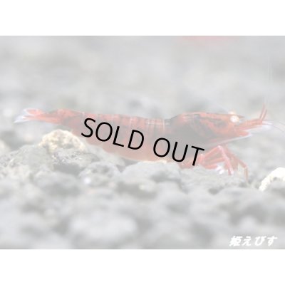 画像2: ＜数量限定！＞レッドダイヤゴールドアイ　２ペア+若１個体＝５匹