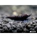 画像4: ＜赤錆！＞ブラックダイヤゴールドアイ　２ペア+若1個体＝５匹　 (4)