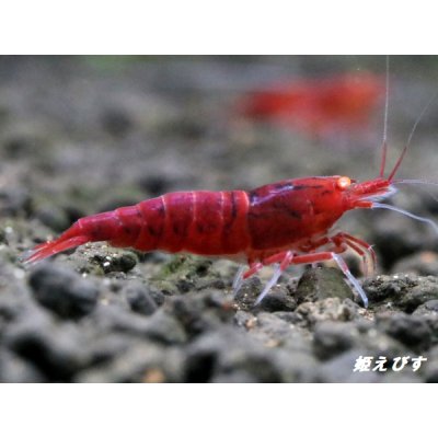 画像4: ＜数量限定！＞レッドダイヤゴールドアイ　２ペア+若１個体＝５匹