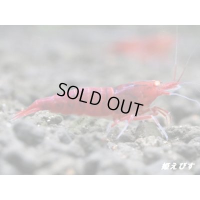 画像4: ＜数量限定！＞レッドダイヤゴールドアイ　２ペア+若１個体＝５匹