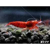 ＜数量限定！＞レッドダイヤゴールドアイ　２ペア+若１個体＝５匹