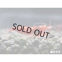 ＜数量限定！＞レッドダイヤゴールドアイ　２ペア+若１個体＝５匹