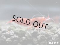 ＜数量限定！＞レッドダイヤゴールドアイ　２ペア+若１個体＝５匹