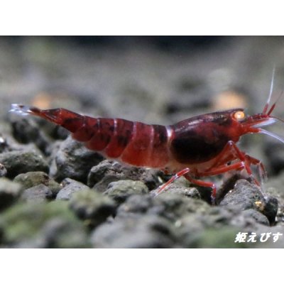 画像5: ＜数量限定！＞レッドダイヤゴールドアイ　２ペア+若１個体＝５匹