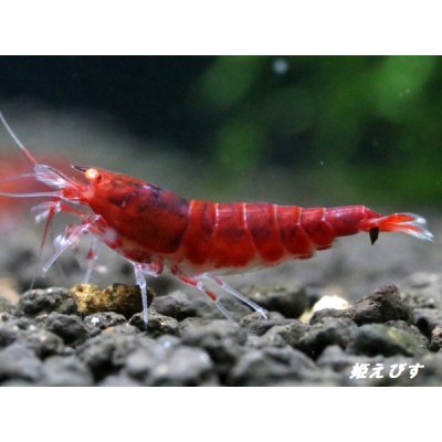 画像3: ＜数量限定！＞レッドダイヤゴールドアイ　２ペア+若１個体＝５匹