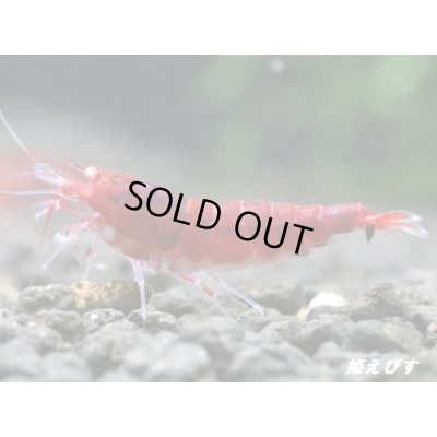画像3: ＜数量限定！＞レッドダイヤゴールドアイ　２ペア+若１個体＝５匹
