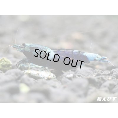画像2: サムライブルー　ハイグレード抱卵ペア＝２匹