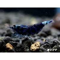 サムライブルー　ハイグレード抱卵ペア＝２匹　（その弐）