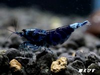 サムライブルー　ハイグレード抱卵ペア＝２匹　（その弐）