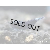 サムライブルー　ハイグレード抱卵ペア＝２匹　（その弐）