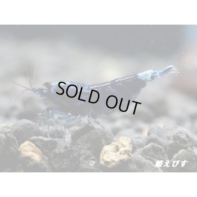 画像1: サムライブルー　ハイグレード抱卵ペア＝２匹　（その弐）