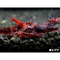 ＜数量限定！＞レッドダイヤゴールドアイ　５匹セット