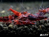 ＜数量限定！＞レッドダイヤゴールドアイ　５匹セット