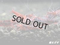 ＜数量限定！＞レッドダイヤゴールドアイ　５匹セット