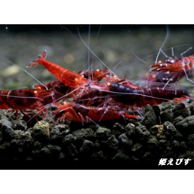 画像1: ＜数量限定！＞レッドダイヤゴールドアイ　５匹セット
