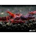 画像1: ＜数量限定！＞レッドダイヤゴールドアイ　５匹セット (1)