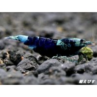サムライブルー　ハイグレード抱卵ペア＝２匹
