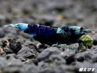 サムライブルー　ハイグレード抱卵ペア＝２匹