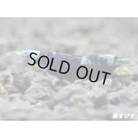 サムライブルー　ハイグレード抱卵ペア＝２匹