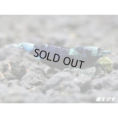 画像1: サムライブルー　ハイグレード抱卵ペア＝２匹