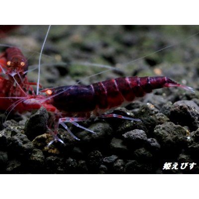 画像2: ＜数量限定！＞レッドダイヤゴールドアイ　５匹セット