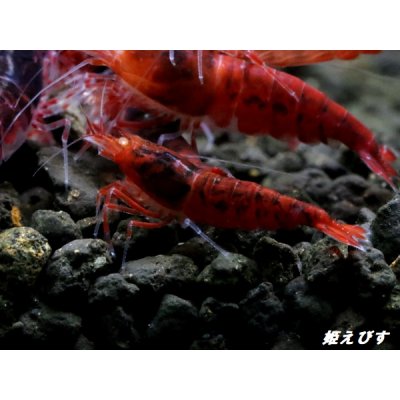 画像3: ＜数量限定！＞レッドダイヤゴールドアイ　５匹セット