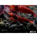 画像3: ＜数量限定！＞レッドダイヤゴールドアイ　５匹セット (3)