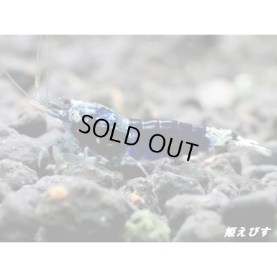 画像3: サムライブルー　ハイグレード抱卵ペア＝２匹　（その弐）