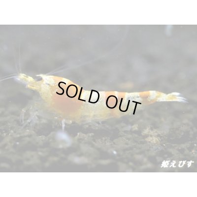 画像2: ＜国産ブリード個体！！＞CGS　Crystal Gold Shrimp　♂個体１匹