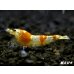 画像2: ＜国産ブリード個体！！＞CGS　Crystal Gold Shrimp　♂個体１匹 (2)