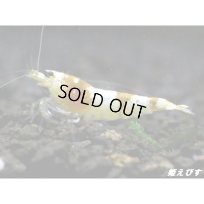 画像2: ＜国産ブリード個体！！＞CGS　Crystal Gold Shrimp　♂個体１匹　＜その弐＞