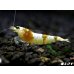 画像2: ＜国産ブリード個体！！＞CGS　Crystal Gold Shrimp　♂個体１匹　＜その弐＞ (2)