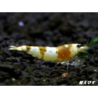 ＜国産ブリード個体！！＞CGS　Crystal Gold Shrimp　♂個体１匹　＜その弐＞
