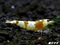 ＜国産ブリード個体！！＞CGS　Crystal Gold Shrimp　♂個体１匹　＜その弐＞
