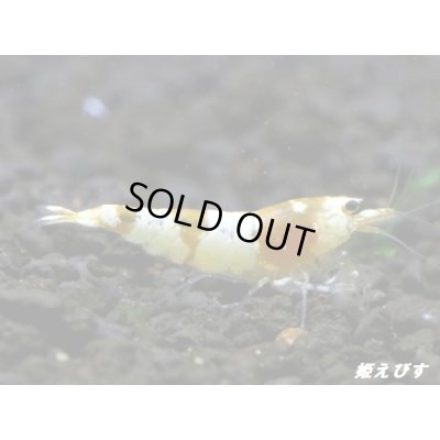 画像1: ＜国産ブリード個体！！＞CGS　Crystal Gold Shrimp　♂個体１匹　＜その弐＞