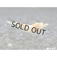 ＜国産ブリード個体！！＞CGS　Crystal Gold Shrimp　♂個体１匹