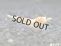 ＜国産ブリード個体！！＞CGS　Crystal Gold Shrimp　♂個体１匹