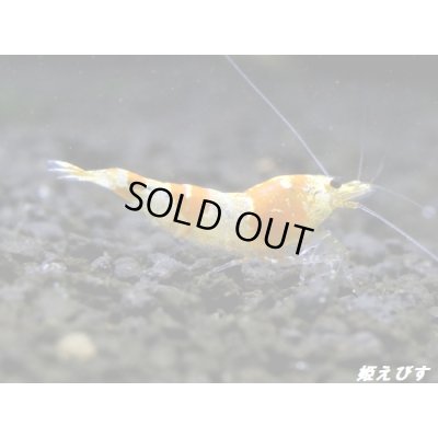 画像1: ＜国産ブリード個体！！＞CGS　Crystal Gold Shrimp　♂個体１匹