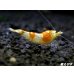 画像1: ＜国産ブリード個体！！＞CGS　Crystal Gold Shrimp　♂個体１匹 (1)