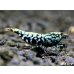 画像1: Black Galaxy Fishborn-SNOWFLAKE　ハイグレード即戦力ペア＝２匹 (1)