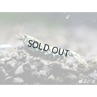 画像2: Black Galaxy Fishborn-SNOWFLAKE　ハイグレード即戦力ペア＝２匹