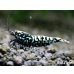画像3: Black Galaxy Fishborn-SNOWFLAKE　ハイグレード即戦力ペア＝２匹 (3)