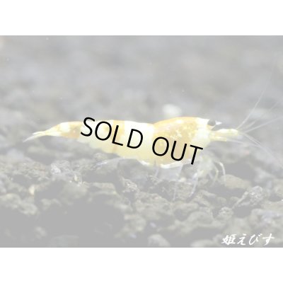 画像2: ＜国産ブリード個体！！＞CGS　Crystal Gold Shrimp　♂個体１匹